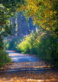 Wanderweg durch Laubwald mit leuchtend gelben und roten Herbstblättern im Sonnenlicht wähernd des
