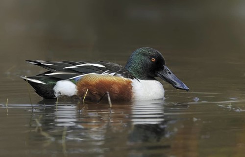Northern Shoveler (Spatula clypeata) male, British Columbia, Canada