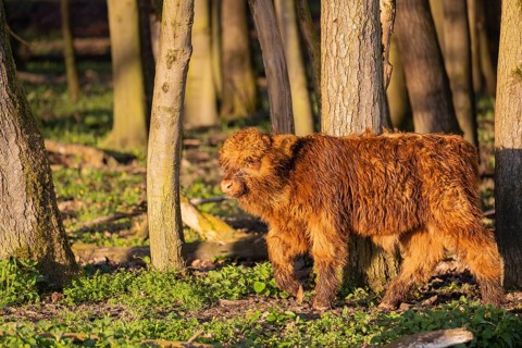 A Highland calf (Bos primigenius taurus) stands in a forest