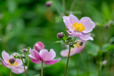Autumn anemone (Anemone hupehensis), North Rhine-Westphalia, Germany