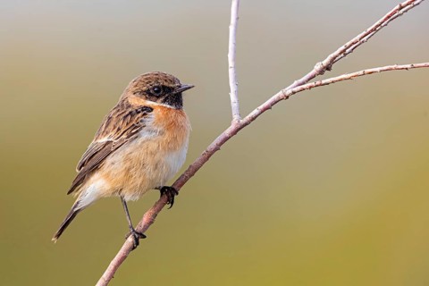 Stonechat, Saxicola torquata, male, Israel