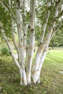 White-barked Himalayan birch (Betula utilis 'Doorenbos'), Britzer Garten, Berlin, Berlin, Germany