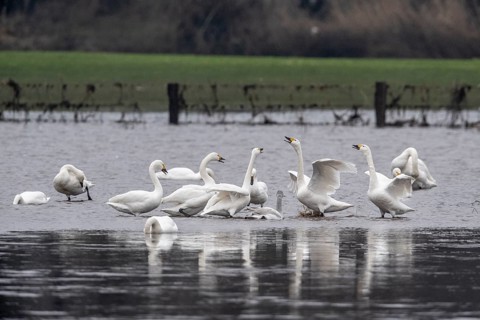 Tundra swans (Cygnus bewickii), fighting, Emsland, Lower Saxony, Germany