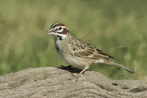 Lark Sparrow (Chondestes grammacus), Texas, USA