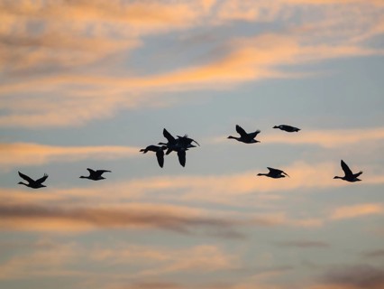 Canada Goose, Branta Canadensis, birds in flight over marshes at sunset, Devon, England, United