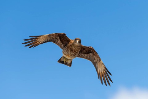 Peregrine Falcon (Falco peregrinus) in flight with outstretched wings near Caleta Gonzalo,