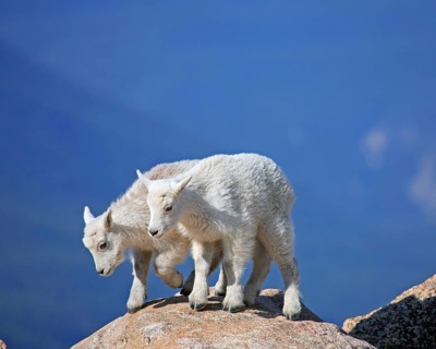 Two young snow goats climbing a rocky plateau, Wyoming, USA, United States