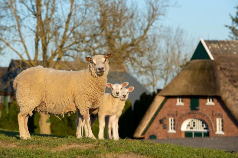 Sheep on the Hunte dyke, Lamm, Elsfleth, Lower Saxony, Germany
