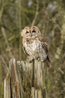Tawny Owl (Strix aluco), Wales, United Kingdom