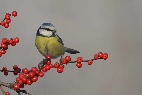Eurasian Blue Tit (Cyanistes caeruleus), Utrecht, Netherlands