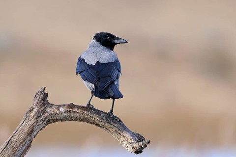 Hooded Crow (Corvus cornix) perched on a branch, Mecklenburg-Western Pomerania, Germany