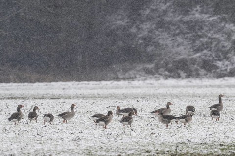 Greylag geese (Anser anser) in the snow, Emsland, Lower Saxony, Germany