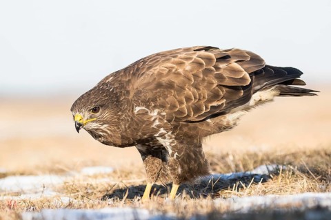 Common Buzzard (Buteo buteo) in field, Hungary