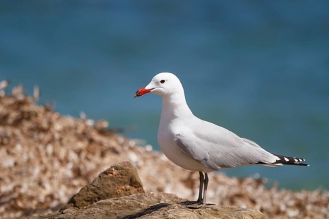 Audouin's Gull (Ichthyaetus audouinii), Spain