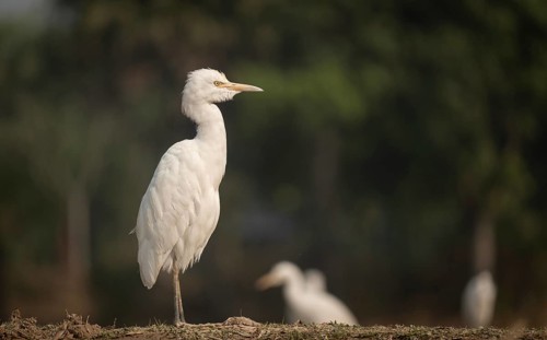 A Elegant Little Egret (Egretta garzetta), Sreepur, Gazipur, Bangladesh