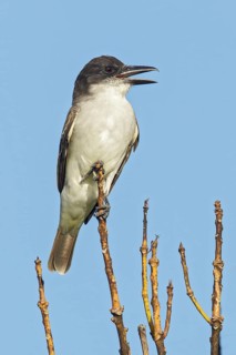 Giant Kingbird (Tyrannus cubensis) perched on a branch in Cuba