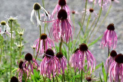 Purple cone flower (Echinacea purpurea), Bavaria, Germany