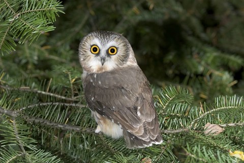 Northern Saw-whet Owl Aegolius acadicus Duluth, Minnesota, USA 15 October Adult Strigidae