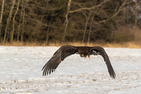 One white-tailed eagle (Haliaeetus albicilla) flying over a snow covered field in bright sunlight