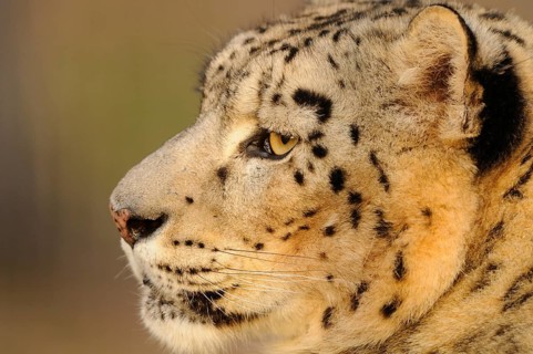 Close-up of a snow leopard in profile with distinctive spots and dense fur, snow leopard (Panthera