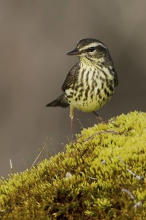 Northern Waterthrush (Parkesia noveboracensis), Manitoba, Canada