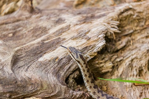 One Vipera berus, the common European adder or common European viper, creeps over a rootstock