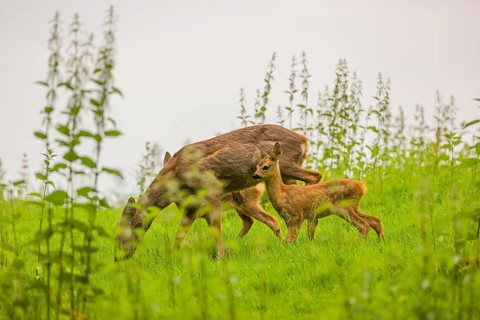 A female roe deer (Capreolus capreolus) with her two fawns, stands in a meadow and grazes