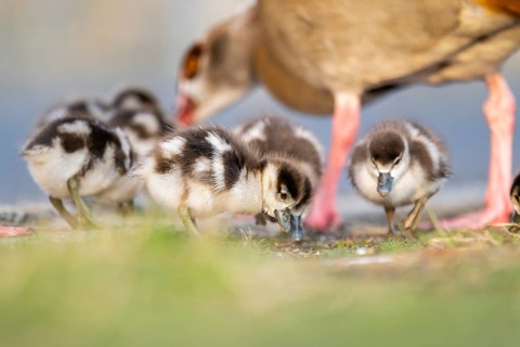 Egyptian goose (Alopochen aegyptiaca) mother with her chicks on a meadow at the shore of a lake,