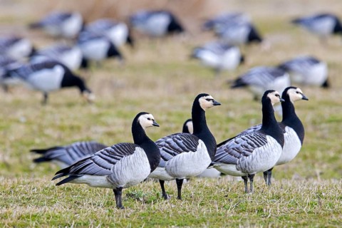 Flock of barnacle geese (Branta leucopsis) foraging in field, grassland in spring