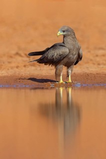 Black Kite, (Milvus aegyptius), Morgan Kunda lodge / road to Kat, Jajari, North Bank, Gambia