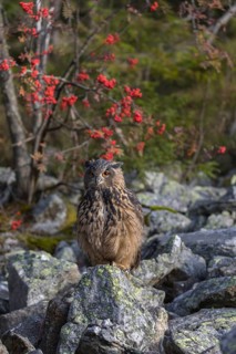 One Eurasian Eagle Owl, Bubo bubo, sitting on grey rocks, a bush with red berries in the background