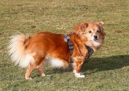 Chihuahua Spitz mixed-breed (Canis lupus familiaris), standing sideways on the meadow and looking