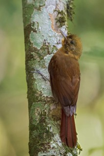 Thrush-like Woodcreeper (Dendrocincla turdina) perched on a branch in the Atlantic rainforest of