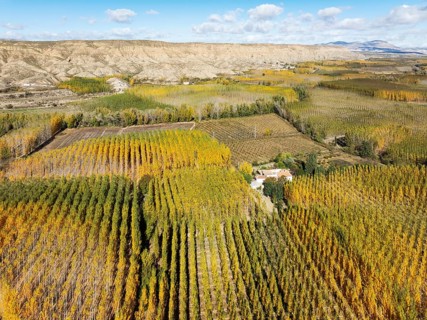 European Aspen (Populus tremula) in autumnal colours. Cultivated for timber. Aerial view. Drone