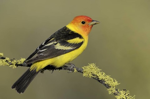 Western Tanager (Piranga ludoviciana) male, British Columbia, Canada