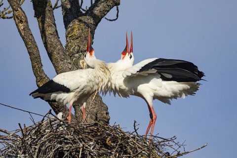 White stork (Ciconia ciconia) Germany
