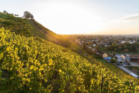 Sunrise in the vineyards around Wackerbarth Castle, Jacobstein can be seen above, in the background