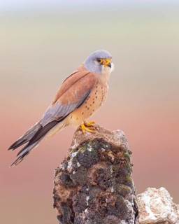 Lesser kestrel (Falco naumanni) Male, hunting, foraging, sitting on rocks, lying in wait, steppes,