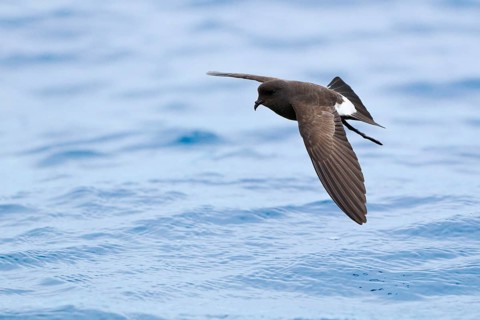 New Zealand storm-petrel