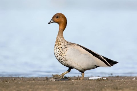 Maned Duck (Chenonetta jubata) male, Victoria, Australia