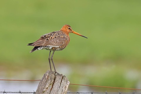 Black-tailed godwit (Limosa limosa) standing on a post of a pasture fence, Ochsenmoor, Dümmer See,