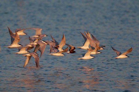 Gull-billed Tern & White-winged Tern (Gelochelidon nilotica & Chlidonias leucopterus) group flying,