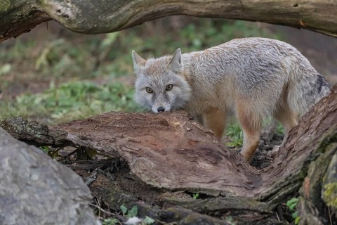One corsac fox (Vulpes corsac) hiding behind the roots of a tree