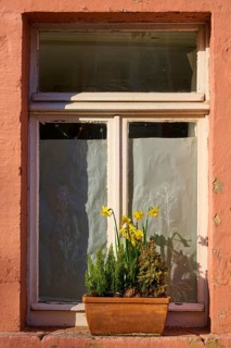 A window with curtains and a flower box on a brick wall illuminated by sunlight, Erbach, Odenwald,