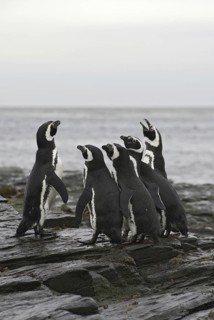 Magellanic Penguin (Spheniscus magellanicus), Falkland Islands