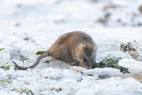 Brown rat (Rattus norvegicus) adult rodent animal searching for food on ice on a frozen lake in
