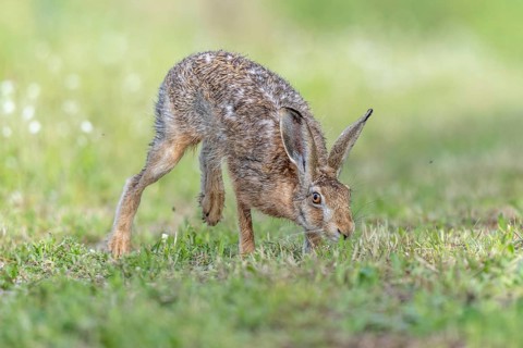 European hare (Lepus europaeus) Brown hare in motion hopping in a meadow. Kaiserstuhl, Freiburg im