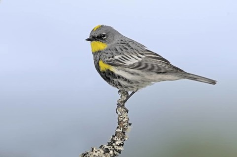 Audubon's Warbler (Setophaga auduboni), British Columbia, Canada