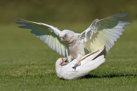 Little Corella (Cacatua sanguinea), Western Australia, Australia