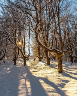 Walking towards the Oianleku natural park at sunrise, snowy beech forest in the town of Oiartzun in